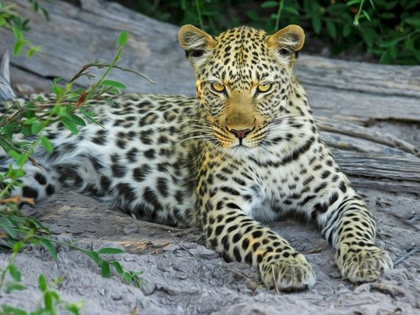 Viaggio in Botswana: safari e avventura nei campi tendati