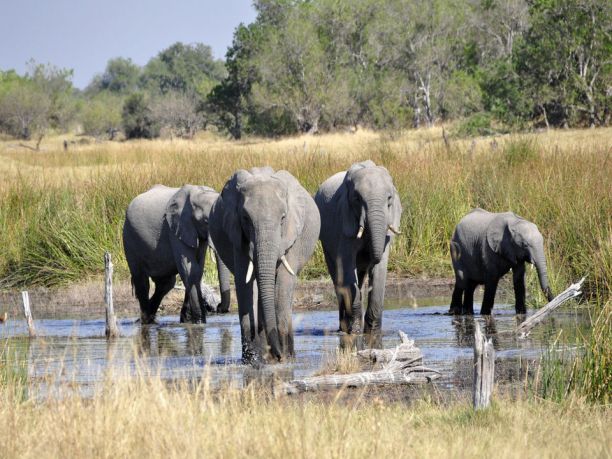 Viaggio in Botswana: safari e avventura nei campi tendati