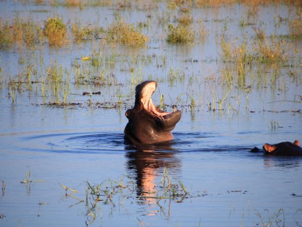 Viaggio in Botswana: safari e avventura nei campi tendati