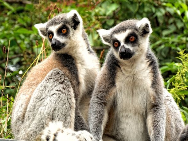 Viaggio in fuoristrada in Madagascar: la costa e i parchi del Sud