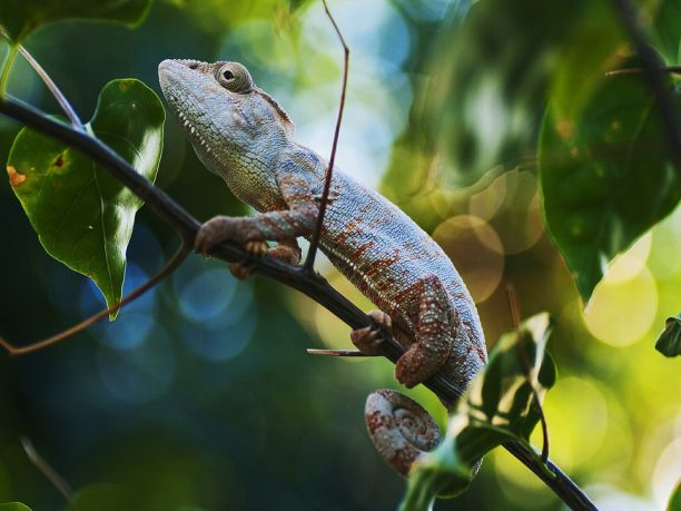 Viaggio in fuoristrada in Madagascar: la costa e i parchi del Sud