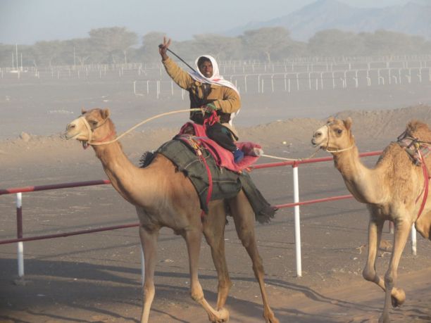 Viaggio in Oman: la corsa dei dromedari