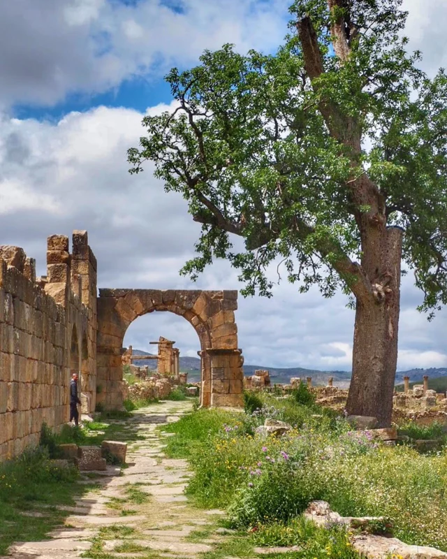 Djemila in arabo “la bella”, è un sito archeologico tra i più straordinari in Algeria.

Riconosciuto come Patrimonio UNESCO dal 1982, venne fondata nel I secolo d.C.con il nome di Cuicul. Sorse sotto l’imperatore Nerva per controllare e sfruttare le fertili terre dell’altopiano e i commerci locali.

Nonostante la sua posizione montuosa, Cuicul si sviluppò rapidamente grazie a un impianto urbano perfettamente romano, con decumani e cardini, il foro, i numerosi templi, le terme, il teatro, la basilica civile e un efficiente sistema idraulico. 
Con i suoi splendidi mosaici ancora intatti Djemila è un raro esempio di città romana d’alta quota perfettamente conservata. 

Un altro tesoro inaspettato di un’ Algeria così bella e preziosa eppure ancora poco conosciuta.

#algeria #archeologia #archeology #algeriatravel #algeriaturismo #travel #veraclasse #unesco #djemila #viaggi